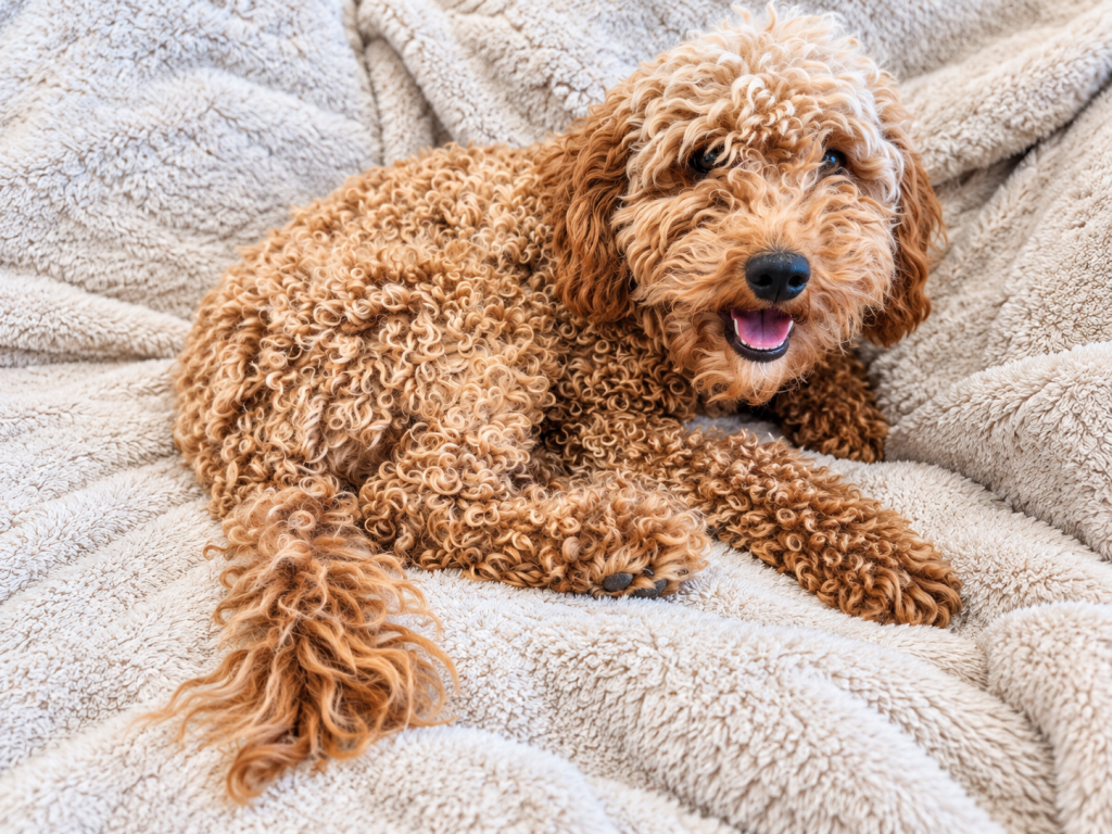 Barbie, Sunny Field Doodles parent dog