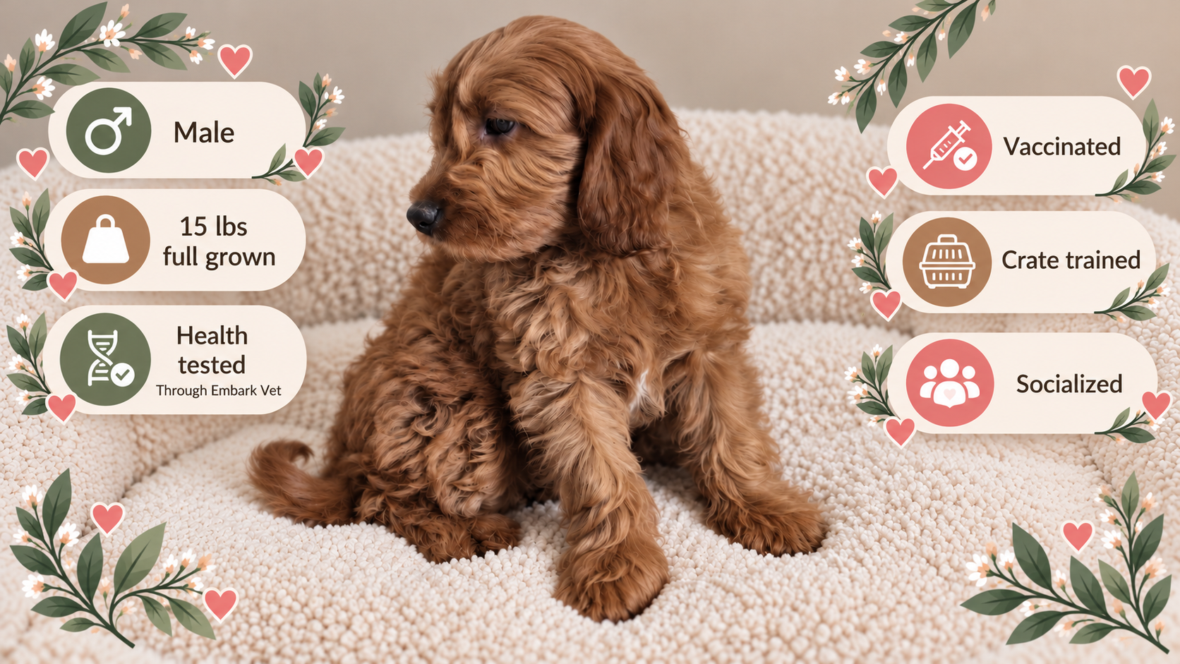 Dumpling, Goldendoodle puppy