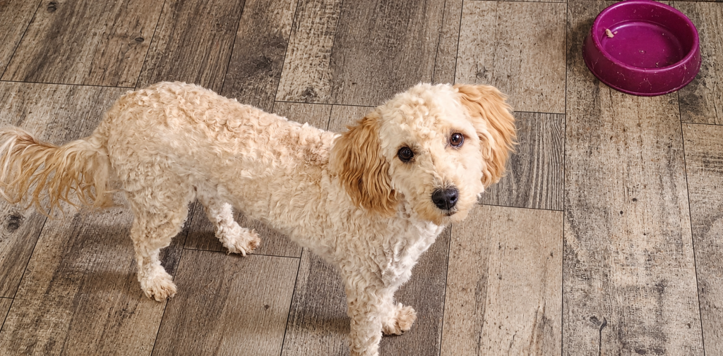 Honey, Sunny Field Doodles parent dog