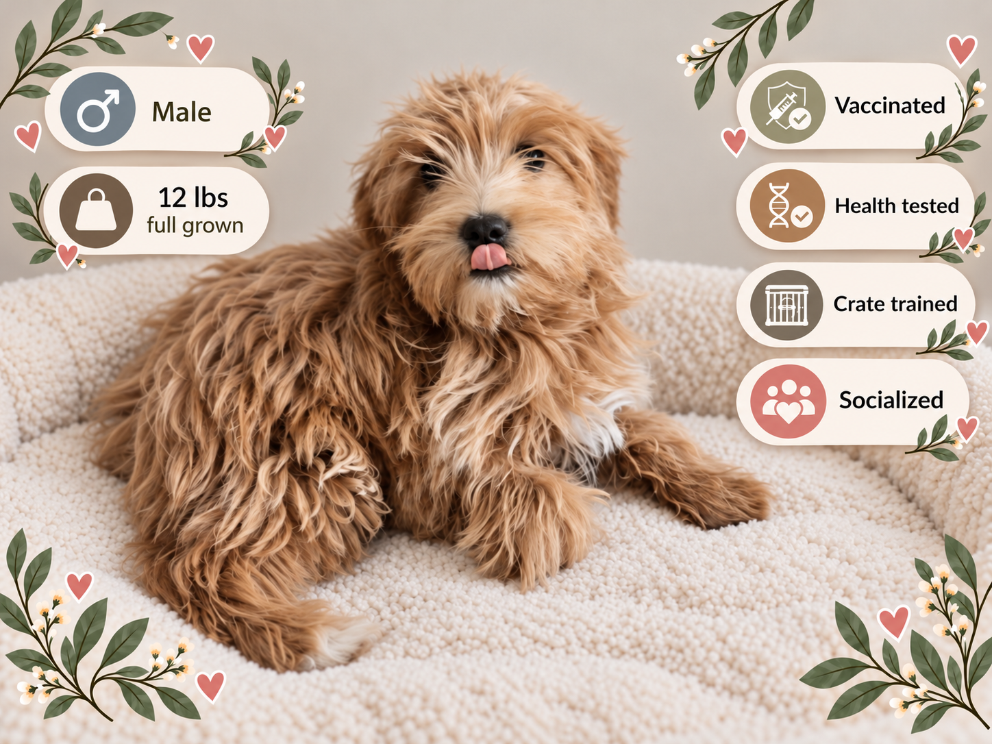 Toby, male Goldendoodle puppy